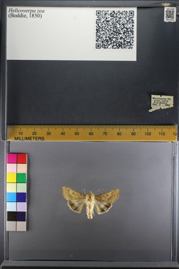 Media type: image;   Entomology 754511
